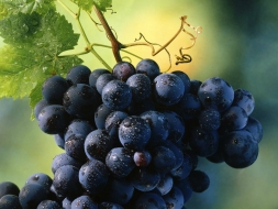 В 2017 году десятки миллионов рублей выделят в Ростове для поддержания виноградарства