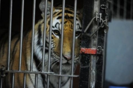 В Ростовскую область из Украины попытались ввезти пятерых тигров